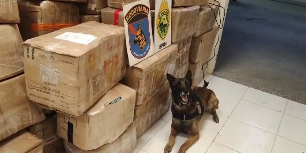 Máximus localizou as drogas