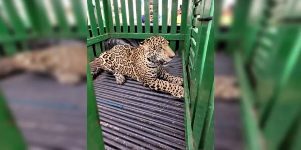 O animal foi sedado por um veterinário