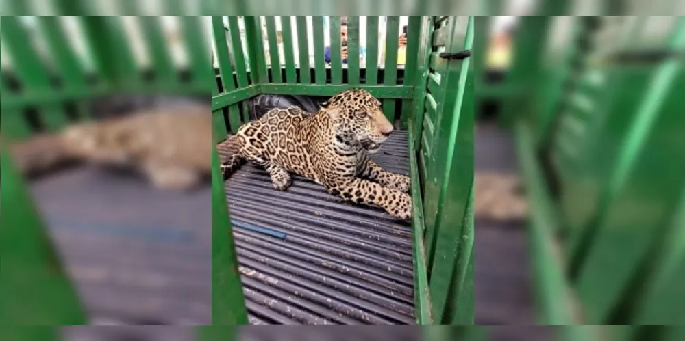 O animal foi sedado por um veterinário