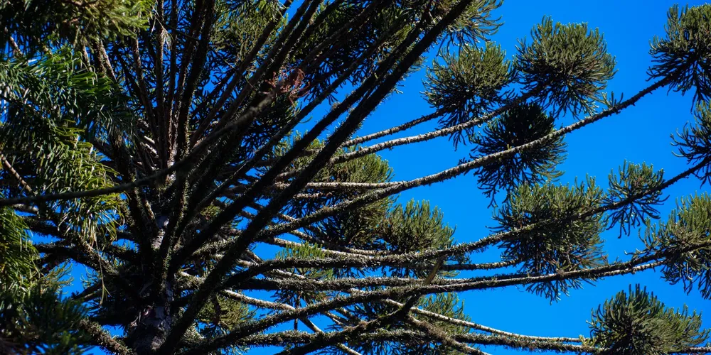 Para participar do processo eleitoral, as instituições interessadas devem encaminhar documentação que comprove sua atuação local