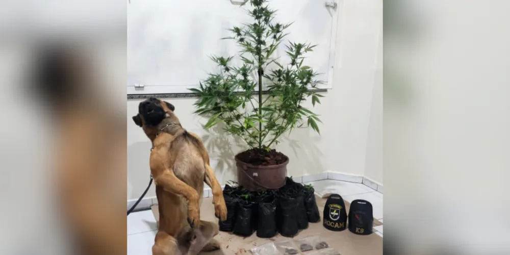 Todo o material coletado com a ajuda do cão de faro da equipe K-9