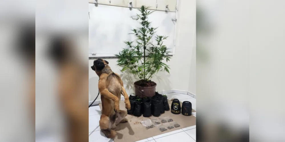 Todo o material coletado com a ajuda do cão de faro da equipe K-9