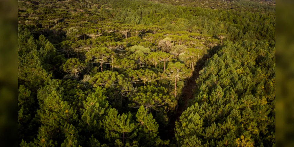 Todas essas iniciativas estão alinhadas aos Objetivos Klabin para o Desenvolvimento Sustentável