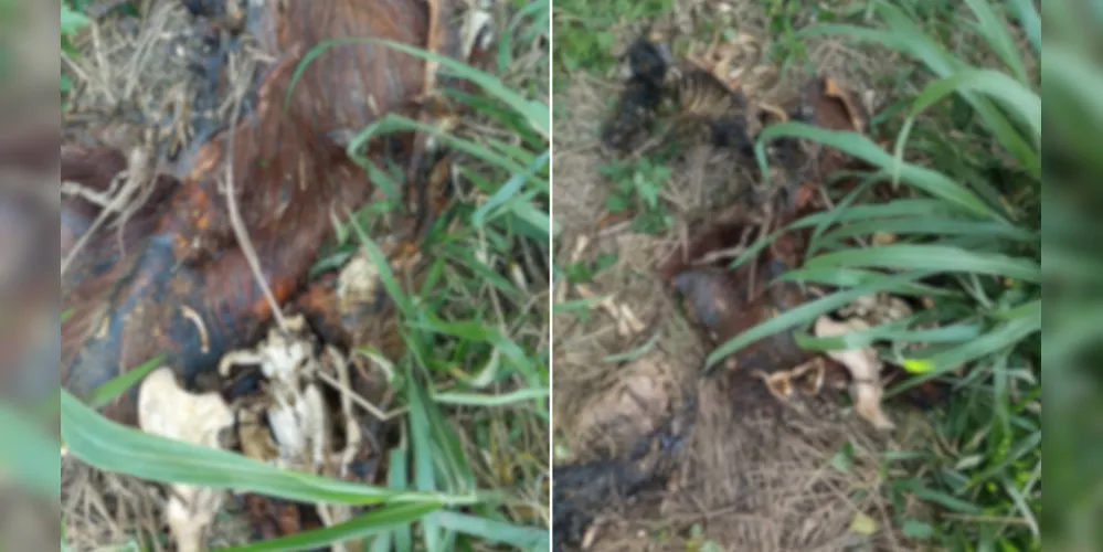 Durante o passeio, ele avistou o corpo da capivara, que estava mutilada