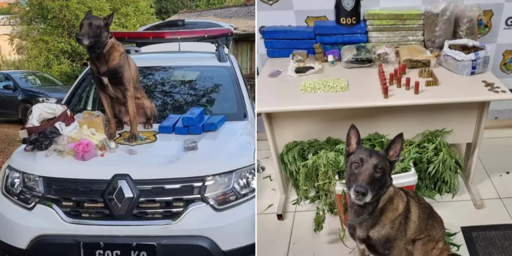 Apreensão no bairro Boa Vista contou com agentes do Grupamento de Operações com Cães (GOC-K9)