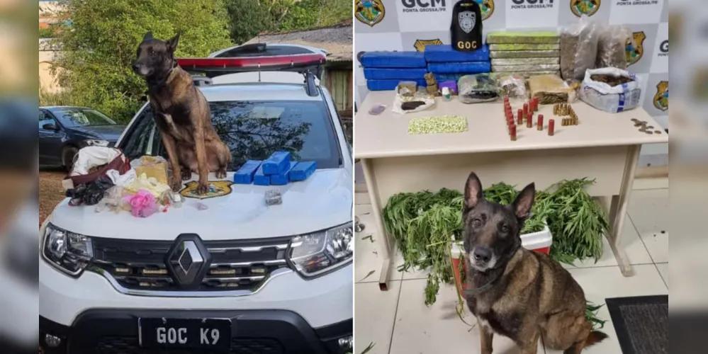 Apreensão no bairro Boa Vista contou com agentes do Grupamento de Operações com Cães (GOC-K9)