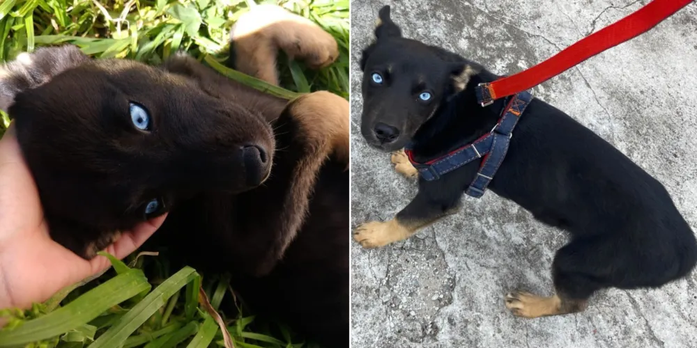 Margarida é mestiça de Husky Siberiano e tem 5 meses