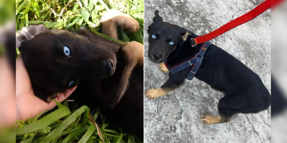 Margarida é mestiça de Husky Siberiano e tem 5 meses