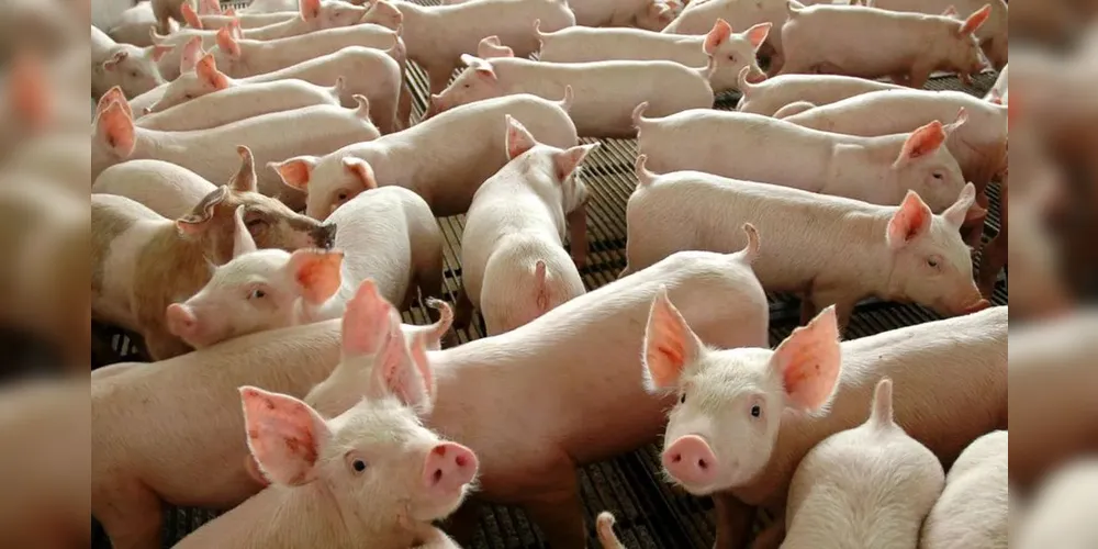 O setor respondeu por 49% de todas as exportações brasileiras