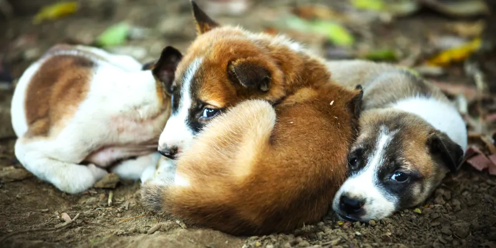 Investigado arremessou os filhotes mortes dentro de um tanque