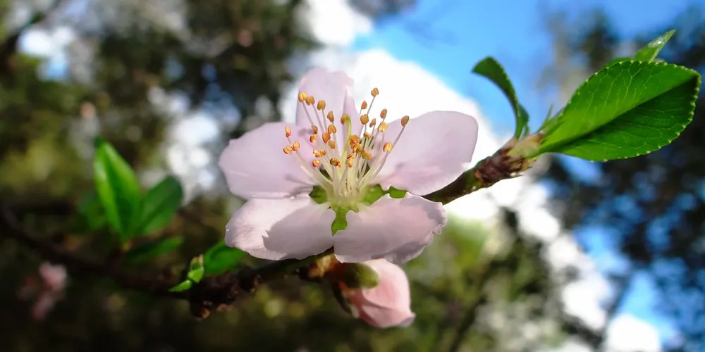 Fotografias devem ser feitas no ambiente da Expo&Flor.