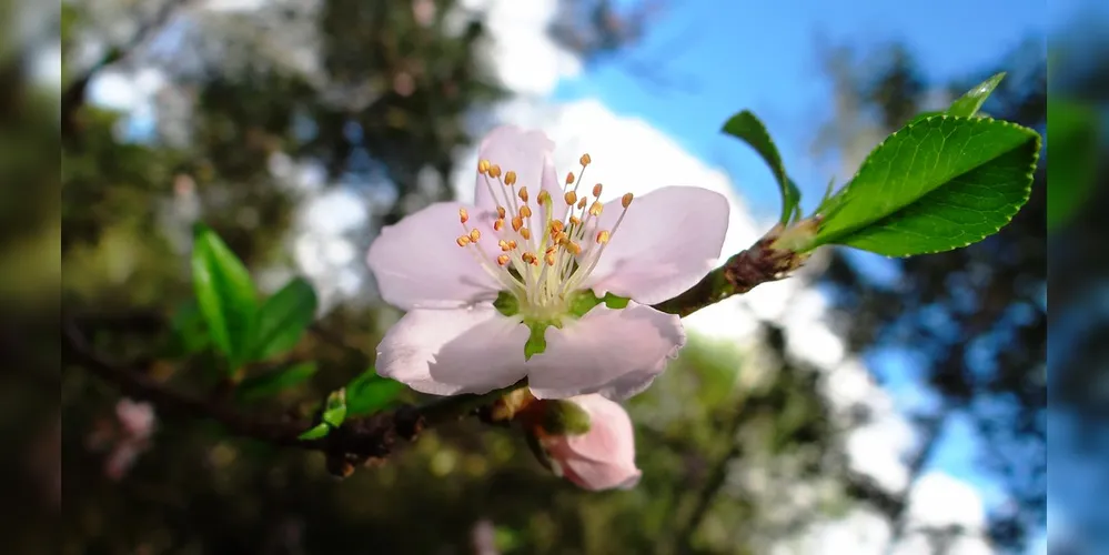 Fotografias devem ser feitas no ambiente da Expo&Flor.
