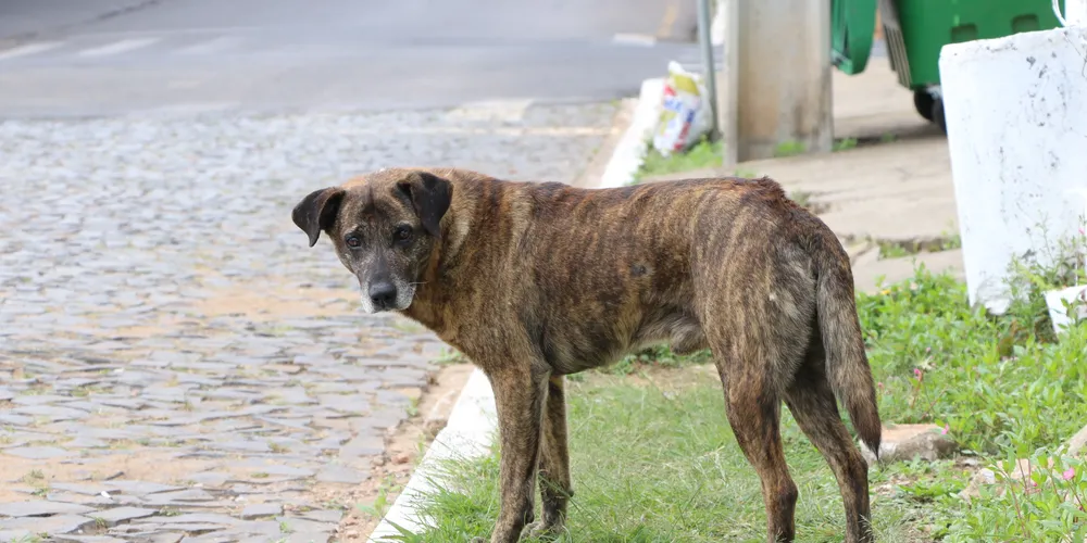 A multa se aplica a tutores de cães de qualquer raça ou porte