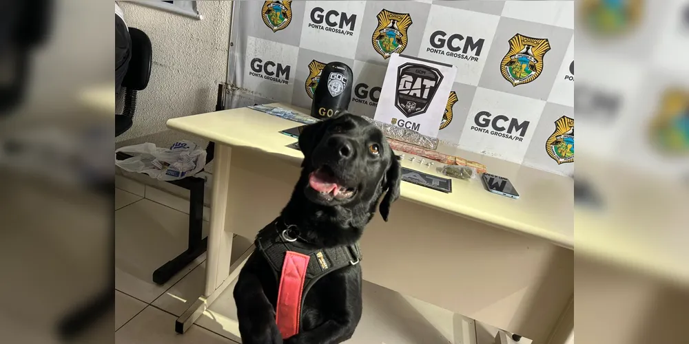 Cão Tókio auxiliou na apreensão das drogas e objetos encontrados na residência
