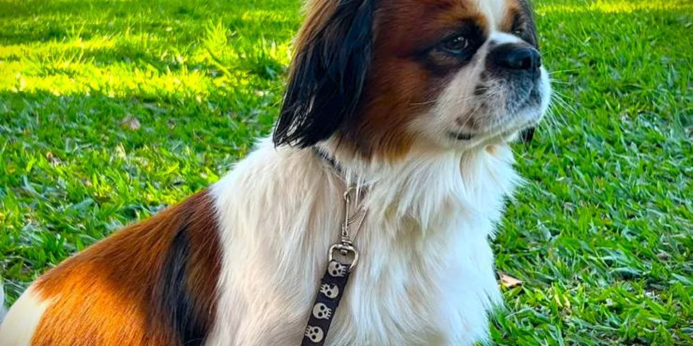 Noah tem cinco anos e é "muito dócil'