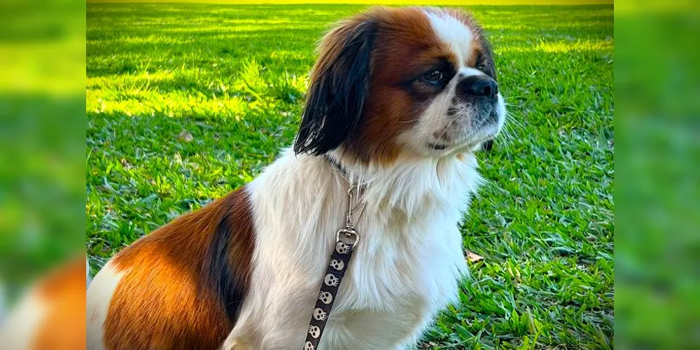 Noah tem cinco anos e é "muito dócil'