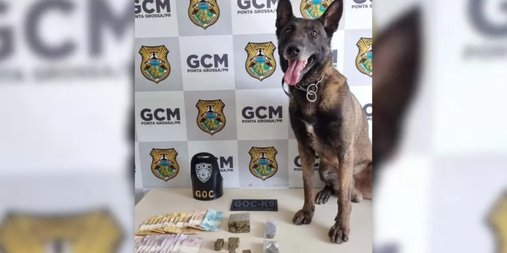 Após quase dois meses de recuperação, o cão voltou às atividades de forma gradativa, demonstrando novamente sua eficiência nas ruas