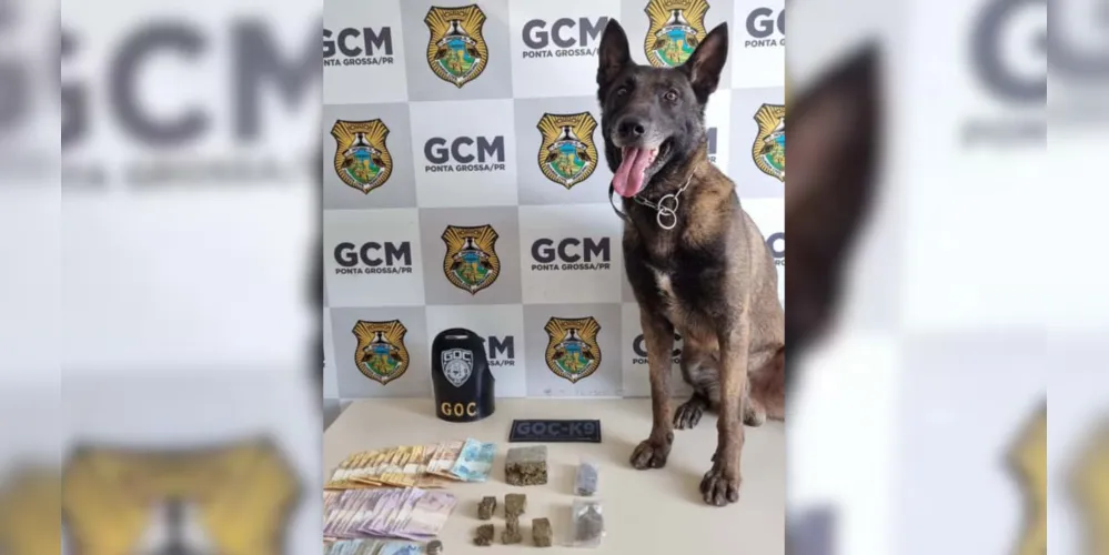 Após quase dois meses de recuperação, o cão voltou às atividades de forma gradativa, demonstrando novamente sua eficiência nas ruas