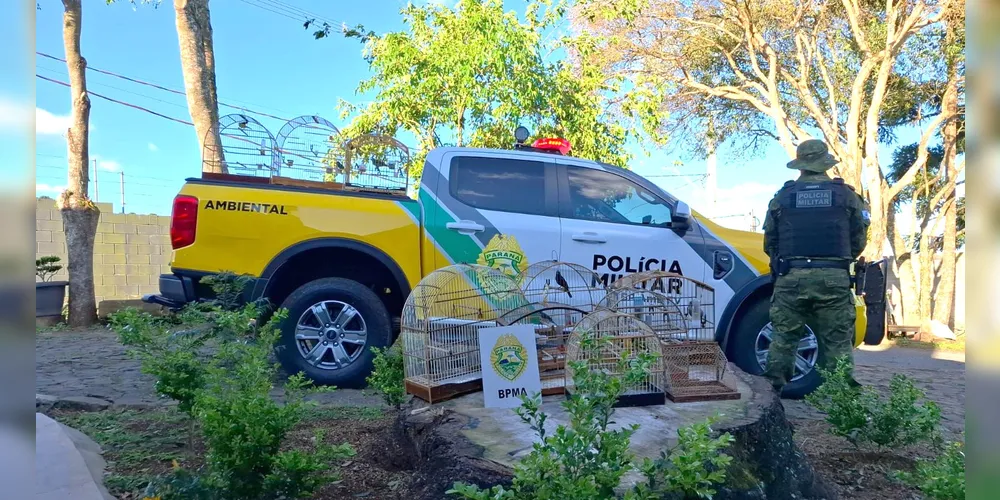 Aves foram apreendidas pela polícia