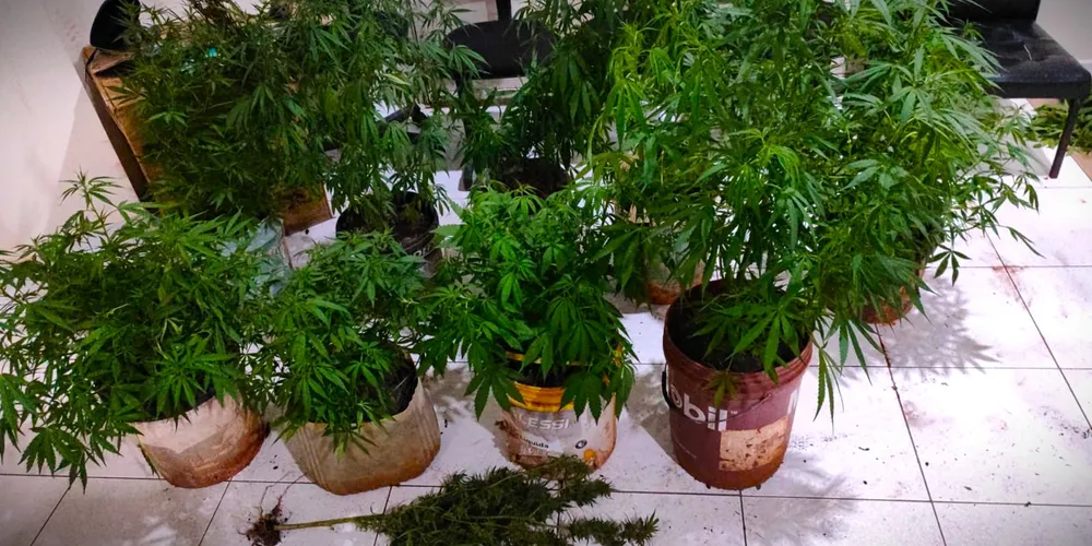 'Pés de maconha' foram localizados em uma residência
