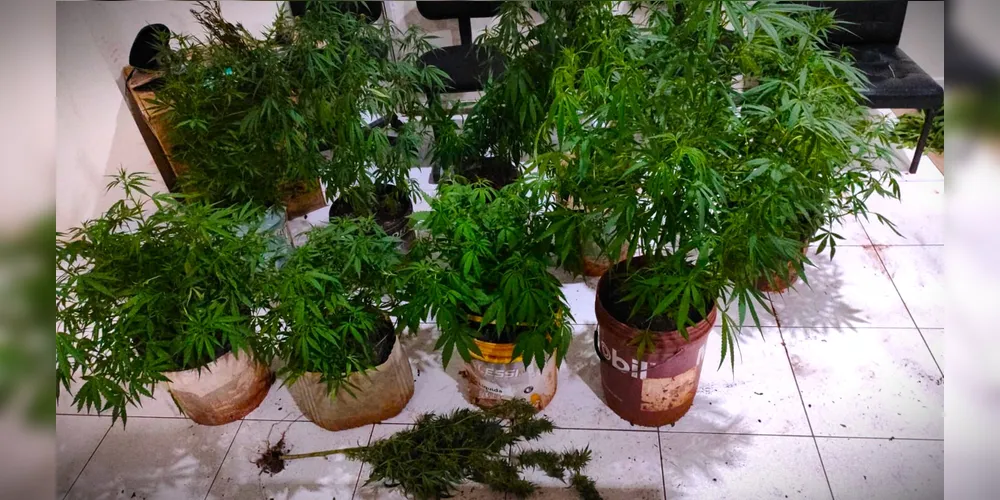 'Pés de maconha' foram localizados em uma residência