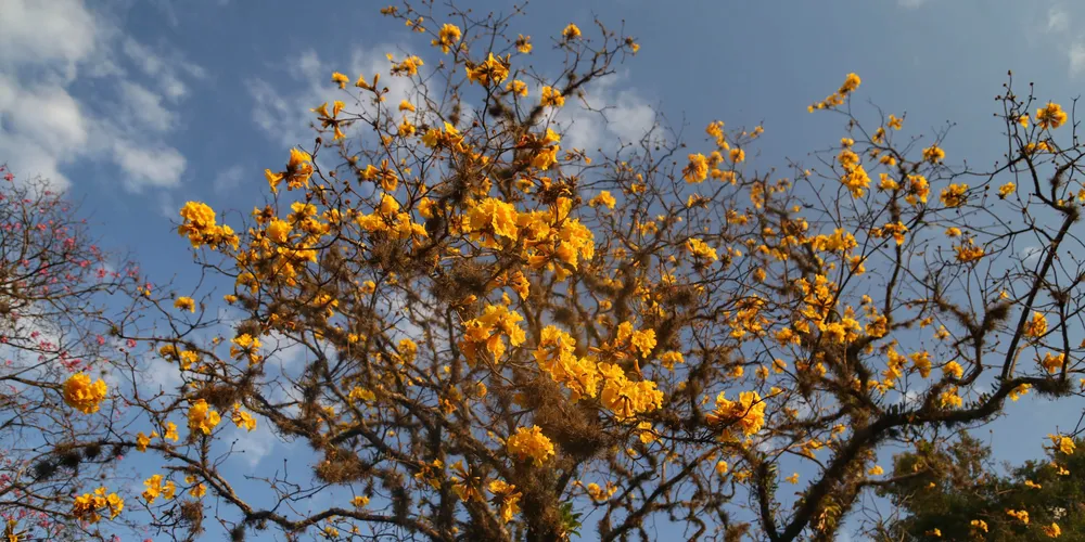 A próxima estação, que terá início às 15h19 da próxima segunda-feira (22) e fim às 12h03 do dia 21/12/2025, terá um aumento gradual na quantidade de eventos meteorológicos