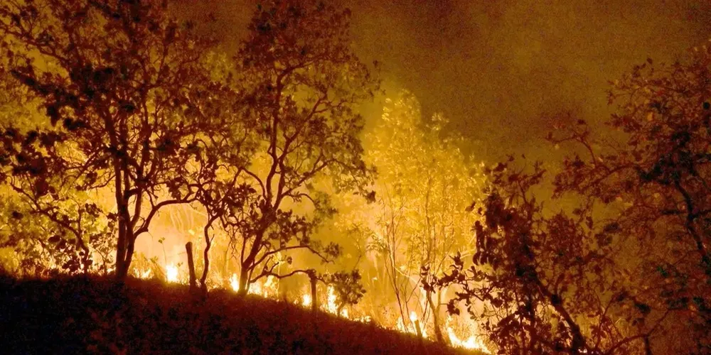 Fogo consome área florestal