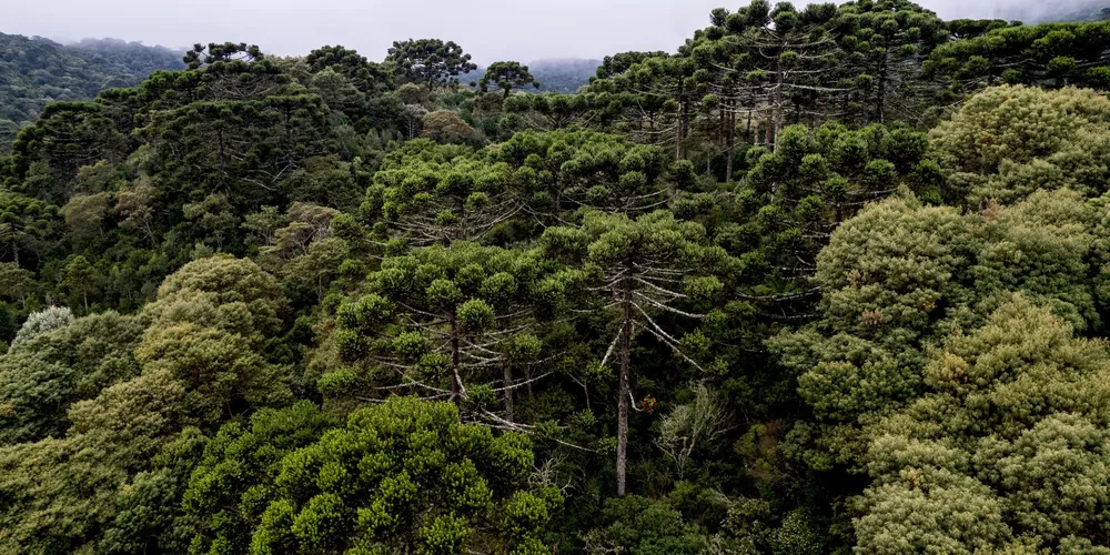 RPPN Barra Mansa, em Arapoti
