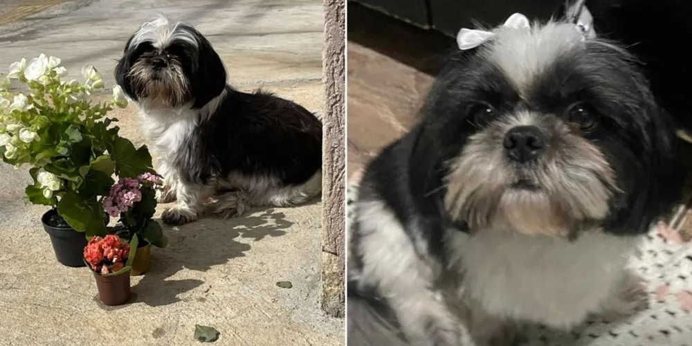 Mili tem três anos e está usando uma coleira cinza