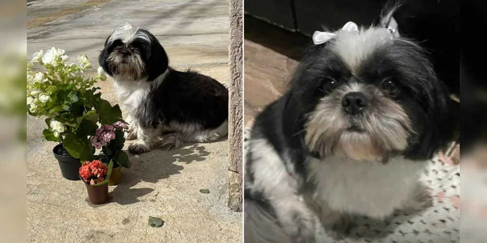Mili tem três anos e está usando uma coleira cinza