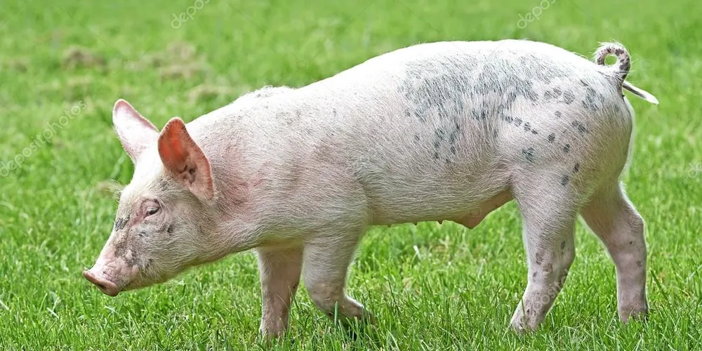 O animal foi recolhido pela vigilância sanitária