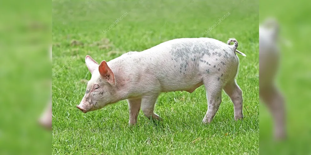 O animal foi recolhido pela vigilância sanitária