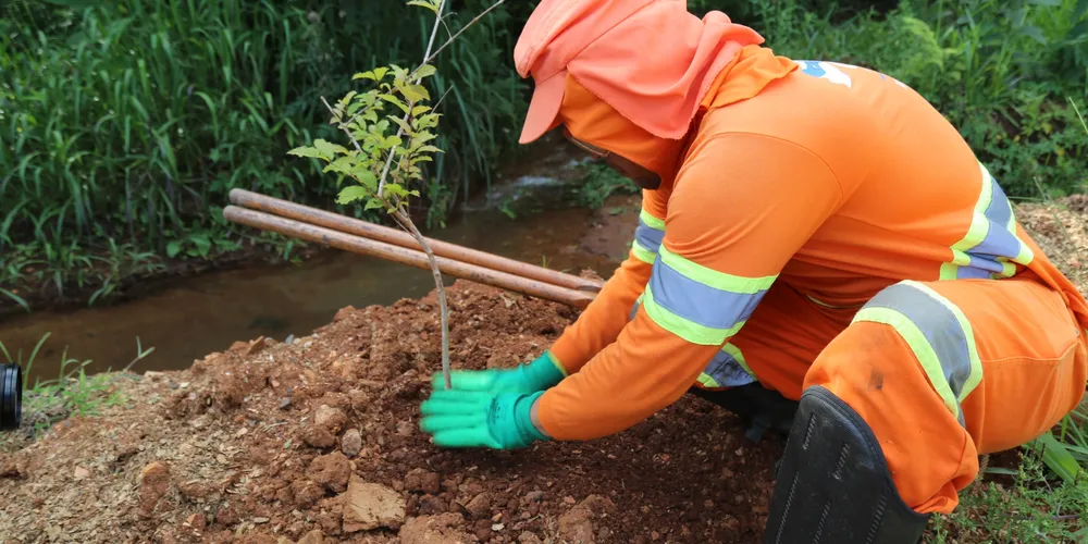 As mudas distribuídas foram produzidas pela Regional de Ponta Grossa do IAT
