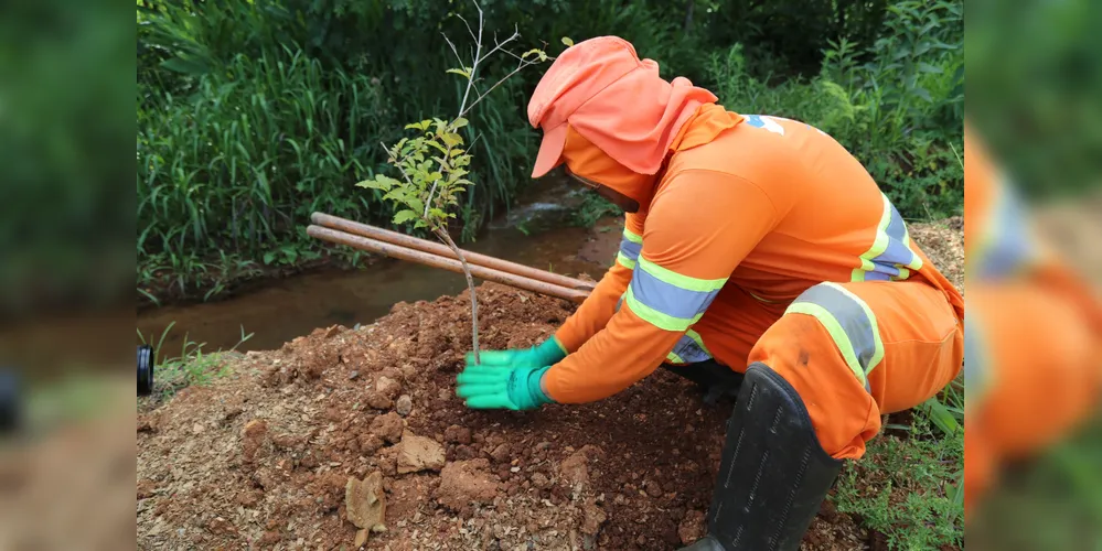 As mudas distribuídas foram produzidas pela Regional de Ponta Grossa do IAT