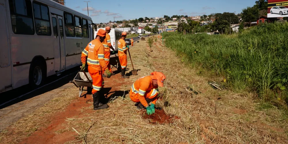 A partir das 8h da manhã será realizado plantio de cerca de 80 árvores