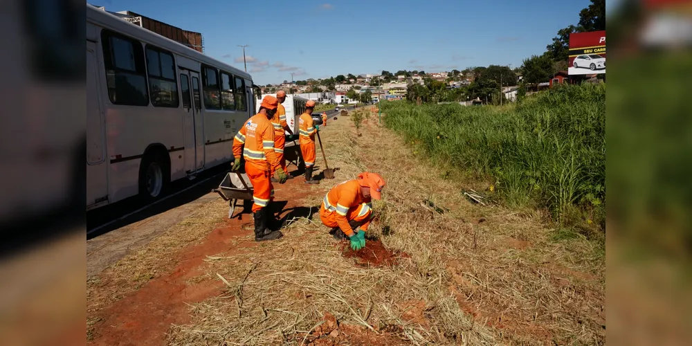 A partir das 8h da manhã será realizado plantio de cerca de 80 árvores