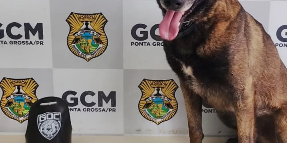 Ação foi realizada pela equipe da GCM, com apoio do cão farejador Bolt