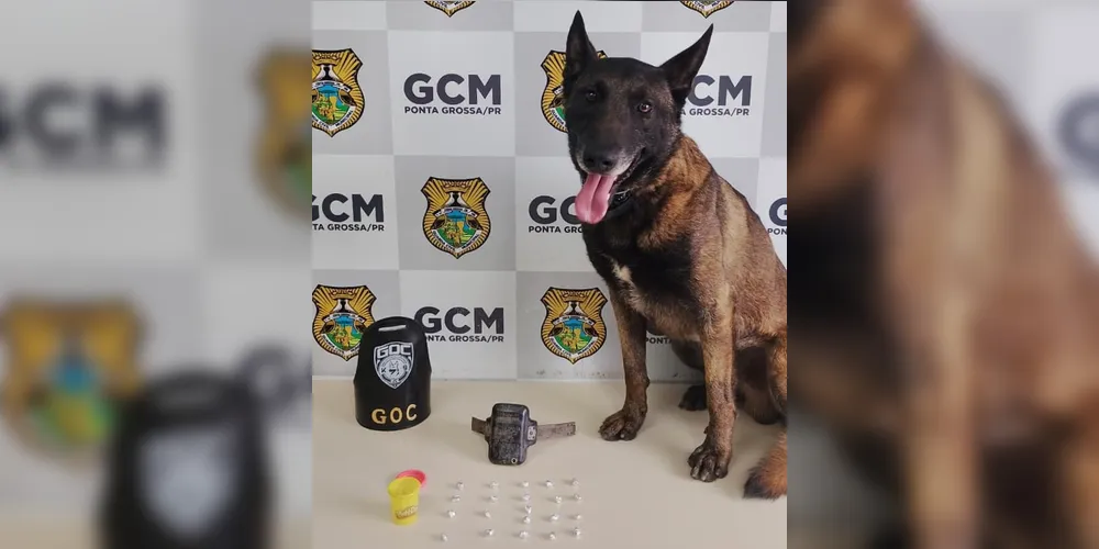 Ação foi realizada pela equipe da GCM, com apoio do cão farejador Bolt