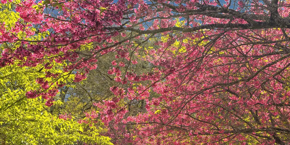 Estação é favorável para dias mais floridos e ensolarados