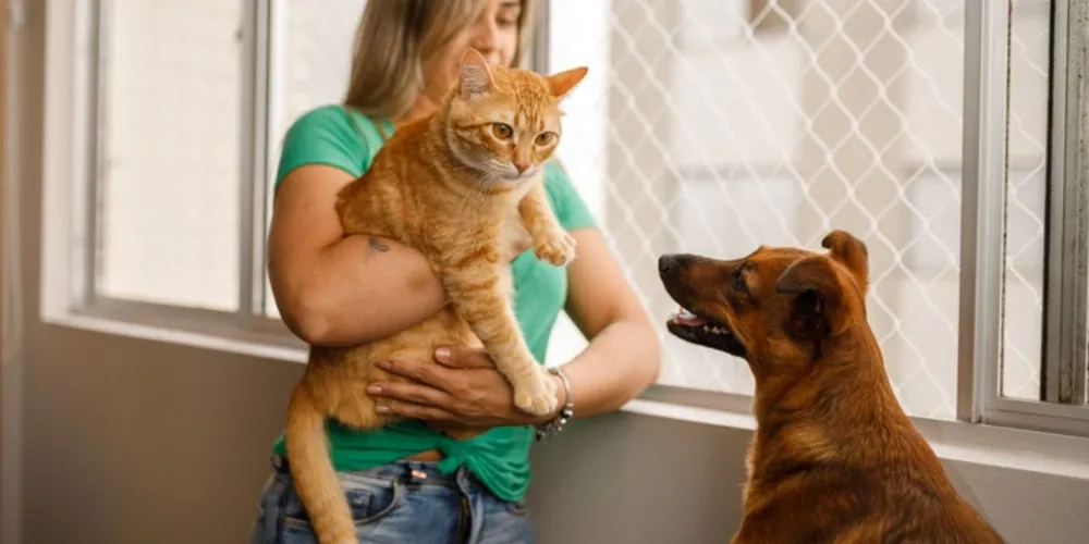 Mulher segurando gato e olhando para cão