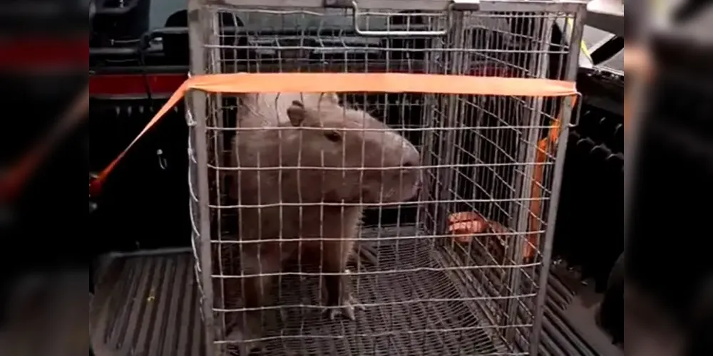 A capivara foi resgatada e será solta em seu habitat natural