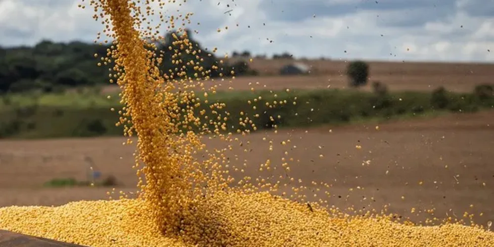 Grãos sendo recolhidos