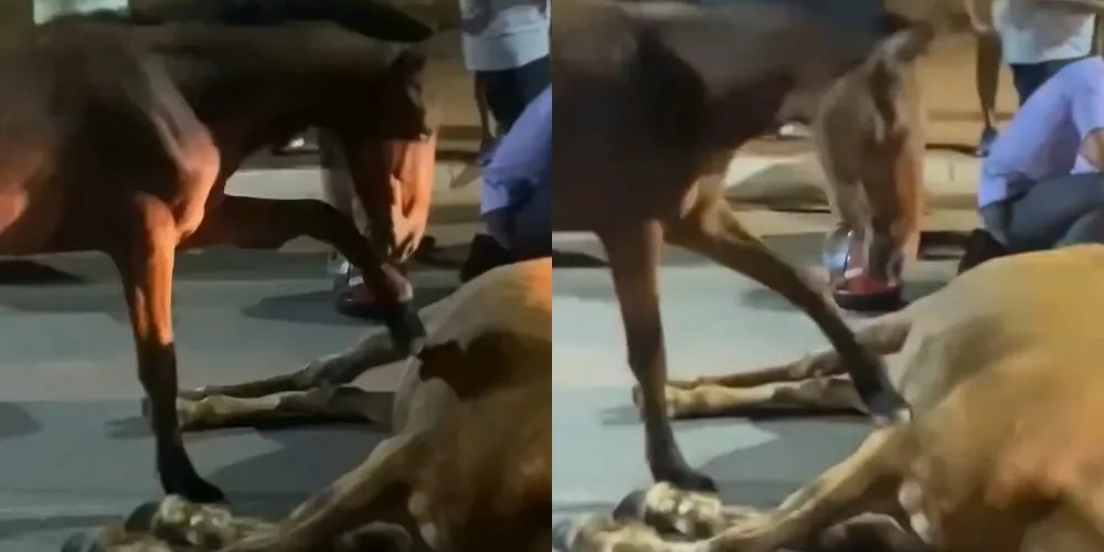 Filhote permaneceu ao lado do corpo