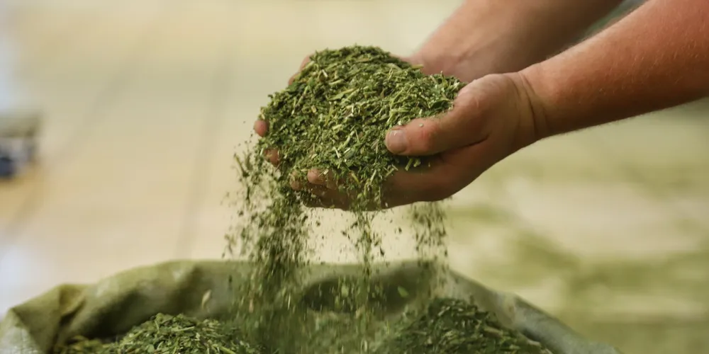 A extração de erva-mate se concentra na Região Sul