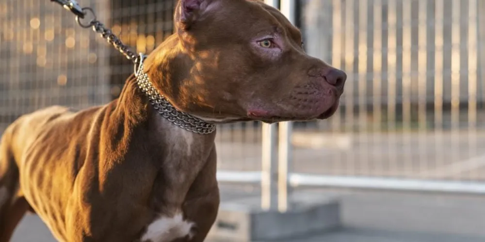 Homem chegou a abusar do animal e foi pego em flagrante