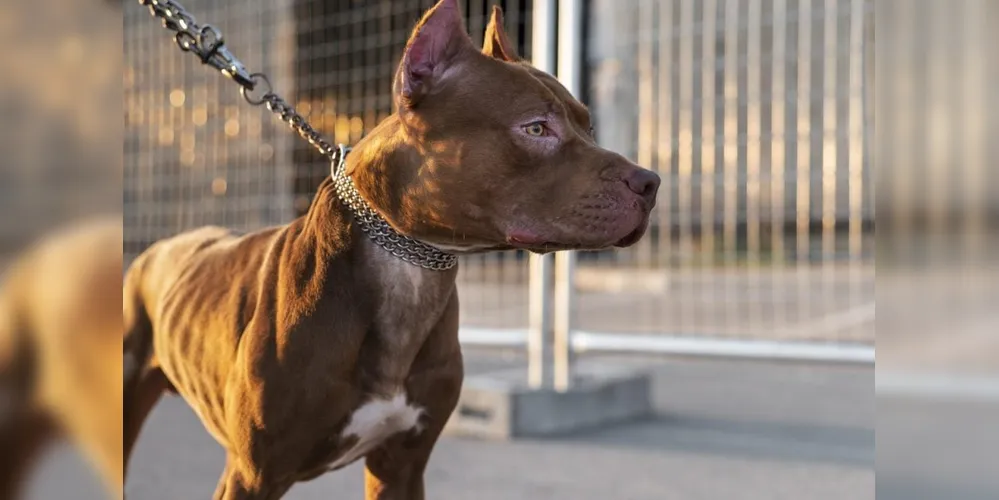 Homem chegou a abusar do animal e foi pego em flagrante