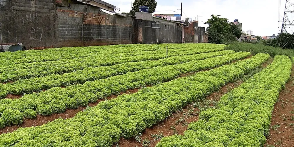 Segundo Mazer, o PL visa promover diretrizes, instrumentos e incentivos para a realização da agricultura sustentável em Ponta Grossa