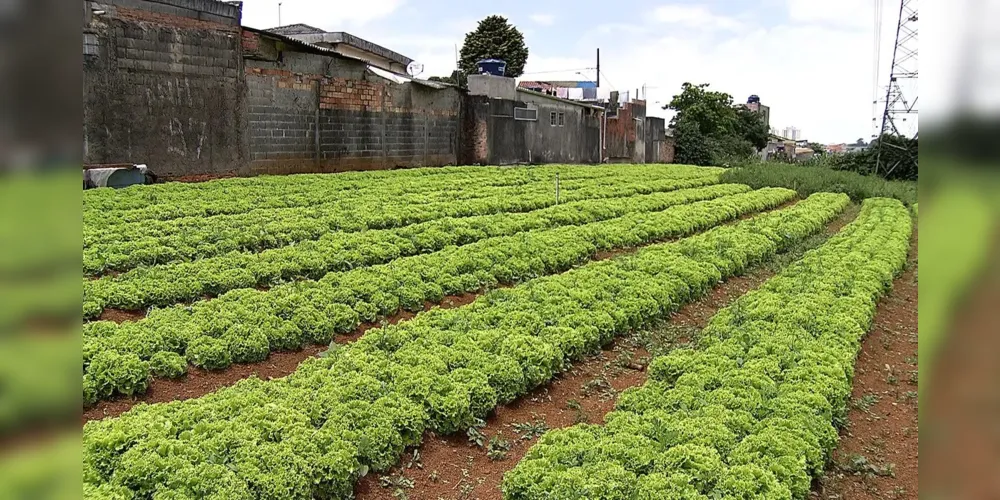 Segundo Mazer, o PL visa promover diretrizes, instrumentos e incentivos para a realização da agricultura sustentável em Ponta Grossa