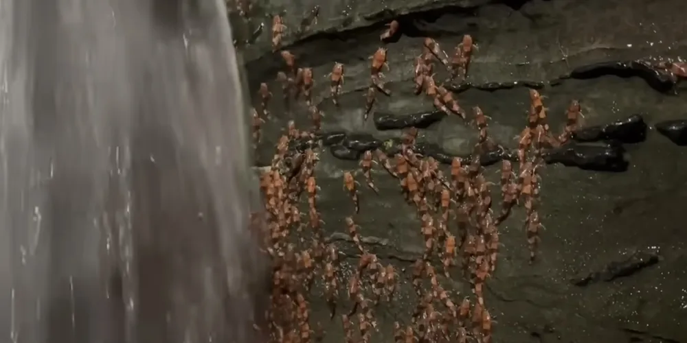 Pesquisadores da UFMS documentaram multidões de bagres se agrupando nas bordas rochosas das quedas d'água