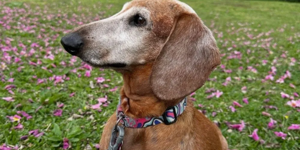 Cadela Lili tinha dez anos e morreu após ser atacada por dois cães de grande porte